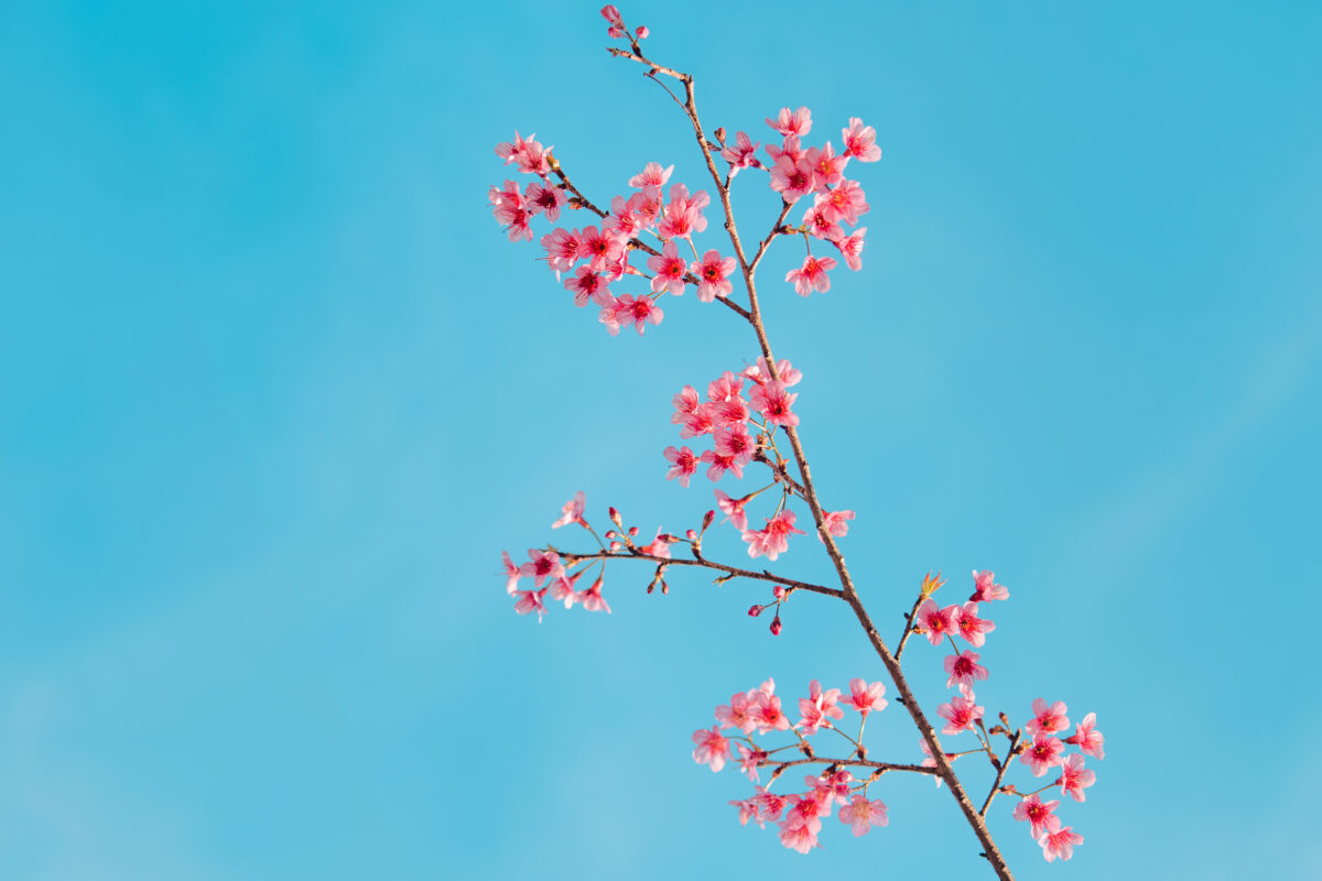 Branch Cherry Blossom Tree Pink Flowers Against Clear A branch of a cherry blossom tree with pink flowers against a clear blue sky.